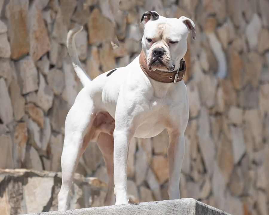 ARES